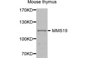 Western blot analysis of extracts of mouse thymus, using MMS19 antibody (ABIN5972834) at 1/1000 dilution. (MMS19 抗体)
