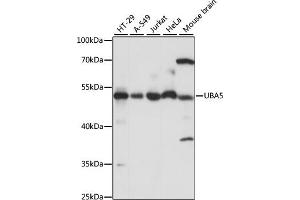 Western blot analysis of extracts of various cell lines, using UB antibody (ABIN7271188) at 1:1000 dilution. (UBA5 抗体  (AA 1-404))