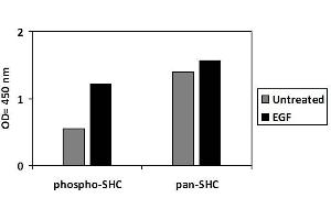 SHC1 ELISA 试剂盒