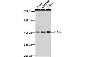 Western blot analysis of extracts of various cell lines, using TF antibody (ABIN7270888) at 1:1000 dilution. (TFAP4 抗体)