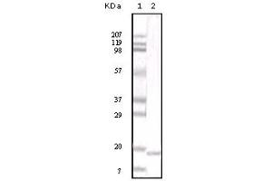 Western Blotting (WB) image for anti-Interleukin 6 (IL6) antibody (ABIN2464071) (IL-6 抗体)
