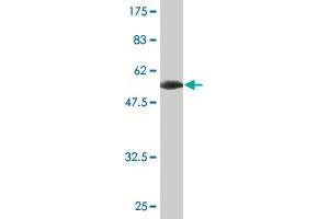 Western Blot detection against Immunogen (57. (RHOXF2 抗体  (AA 1-288))