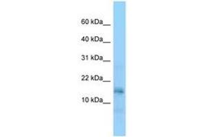 Image no. 1 for anti-Nucleosome Assembly Protein 1-Like 5 (NAP1L5) (AA 31-80) antibody (ABIN6748216) (NAP1L5 抗体  (AA 31-80))