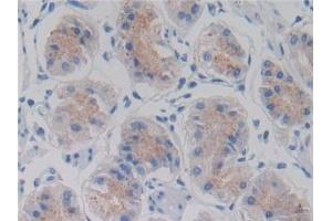 Detection of AMH in Human Stomach Tissue using Monoclonal Antibody to Anti-Mullerian Hormone (AMH)