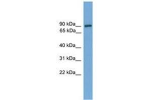 Image no. 1 for anti-DEP Domain Containing 1 (DEPDC1) (AA 287-336) antibody (ABIN6745617) (DEPDC1 抗体  (AA 287-336))