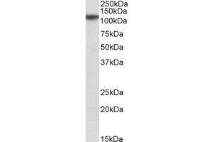 Western Blotting (WB) image for anti-Methylenetetrahydrofolate Dehydrogenase (NADP+ Dependent) 1-Like (MTHFD1L) (AA 535-538) antibody (ABIN2464501) (MTHFD1L 抗体  (AA 535-538))