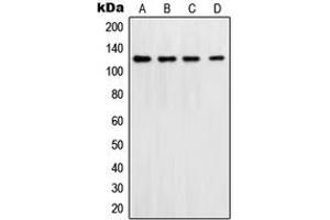 Western blot analysis of DNA Polymerase delta 1 expression in Jurkat (A), HeLa (B), NIH3T3 (C), LOVO (D) whole cell lysates. (POLD1 抗体  (C-Term))