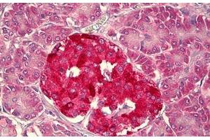 Anti-HCN1 antibody IHC staining of human pancreas, islets of Langerhans. (HCN1 抗体  (AA 778-910))