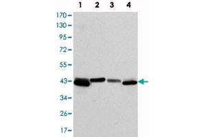 Western blot analysis using KRT19 monoclonal antibody, clone 4E8  against T-47D (1) , MCF-7 (2) , HepG2 (3) and SW-620 (4) cell lysate. (Cytokeratin 19 抗体)