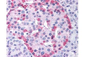 Anti-GLP1R antibody IHC of human pancreas. (GLP1R 抗体  (Cytoplasmic Domain))
