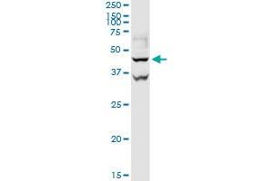 GOT1 MaxPab rabbit polyclonal antibody. (GOT1 抗体  (AA 1-413))
