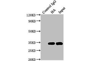 Immunoprecipitating HA-Tag in 293F transfected whole cell lysate Lane 1: Mouse control IgG (1 μg) instead of ABIN7193151 in 293F transfected whole cell lysate. (HA-Tag 抗体)