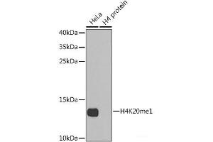Western blot analysis of extracts of various cell lines using MonoMethyl-Histone H4-K20 Polyclonal Antibody. (Histone H4 抗体  (meLys20))
