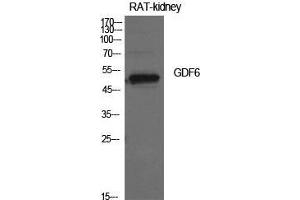 Western Blot (WB) analysis of Rat Kidney cells using GDF-6 Polyclonal Antibody. (GDF6 抗体  (Internal Region))