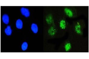 IF analysis of NFIA using anti-NFIA antibody (ABIN6719349). (NFIA 抗体  (Middle Region))