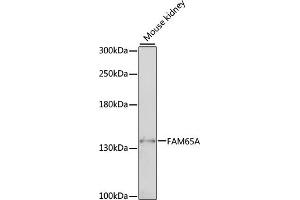 Western blot analysis of extracts of mouse kidney, using FA antibody (ABIN7267119) at 1:1000 dilution. (FAM65A 抗体  (AA 1004-1223))