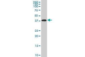 PITX2 monoclonal antibody (M02), clone 3D2 Western Blot analysis of PITX2 expression in K-562 ( Cat # L009V1 ). (PITX2 抗体  (AA 1-324))