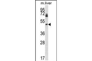 Mouse Pim1 Antibody (C-term) (ABIN657998 and ABIN2846943) western blot analysis in mouse liver tissue lysates (35 μg/lane). (PIM1 抗体  (C-Term))