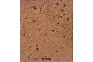 Formalin-fixed and paraffin-embedded human brain reacted with HSP Antibody (Center), which was peroxidase-conjugated to the secondary antibody, followed by DAB staining. (BRISC and BRCA1 A Complex Member 1 (BABAM1) (AA 116-143) 抗体)