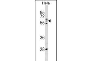 POLR3C Antibody (Center) (ABIN1538053 and ABIN2848864) western blot analysis in Hela cell line lysates (35 μg/lane). (POLR3C 抗体  (AA 202-230))