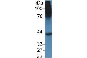 Western Blot; Sample: Mouse Liver lysate; Primary Ab: 5µg/ml Rabbit Anti-Mouse SHBG Antibody Second Ab: 0. (SHBG 抗体  (AA 219-358))