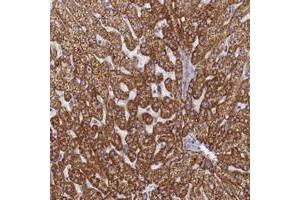 Immunohistochemical staining of human liver with TMEM30B polyclonal antibody  shows strong cytoplasmic positivity in hepatocytes at 1:50-1:200 dilution. (TMEM30B 抗体)