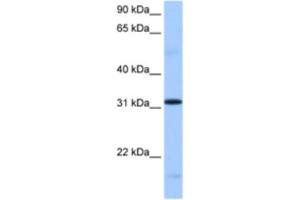 Western Blotting (WB) image for anti-serine/arginine-Rich Splicing Factor 10 (SRSF10) antibody (ABIN2462322) (SRSF10 抗体)