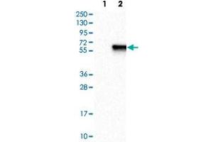 Western Blot analysis of Lane 1: negative control (vector only transfected HEK293T cell lysate) and Lane 2: over-expression lysate (co-expressed with a C-terminal myc-DDK tag in mammalian HEK293T cells) with ZIC1 polyclonal antibody . (ZIC1 抗体)
