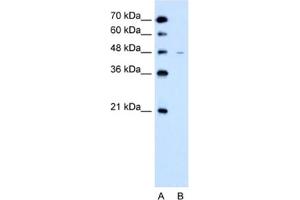 Western Blotting (WB) image for anti-Solute Carrier Family 43, Member 3 (SLC43A3) antibody (ABIN2462754) (SLC43A3 抗体)