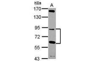 Image no. 1 for anti-G Elongation Factor, Mitochondrial 2 (GFM2) (Internal Region) antibody (ABIN1496042) (GFM2 抗体  (Internal Region))