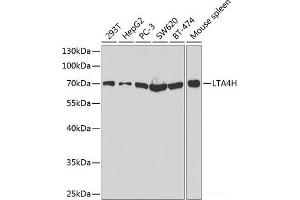 Western blot analysis of extracts of various cell lines using LTA4H Polyclonal Antibody at dilution of 1:1000. (LTA4H 抗体)
