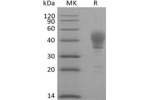 CD24 Molecule (CD24) (Active) protein (Fc Tag)