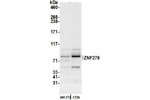 Western Blotting (WB) image for anti-Zinc Finger Protein 276 (ZNF276) (AA 564-614) antibody (ABIN7453018)