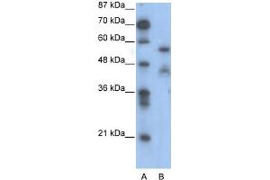 WB Suggested Anti-NFIA Antibody Titration:  0. (NFIA 抗体  (Middle Region))