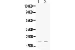 Western blot analysis of Alpha Defensin 1 expression in rat testis extract ( Lane 1) and HELA whole cell lysates ( Lane 2). (alpha Defensin 1 抗体  (C-Term))