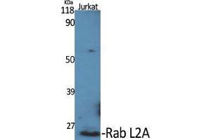 Western Blot (WB) analysis of specific cells using Rab L2A Polyclonal Antibody. (RABL2A 抗体  (C-Term))