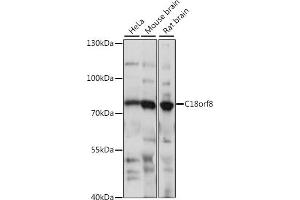 Western blot analysis of extracts of various cell lines, using C18orf8 antibody (ABIN7266379) at 1:1000 dilution. (C18orf8 抗体  (AA 1-300))