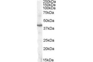 ABIN334461 (1µg/ml) staining of Human Cerebellum lysate (35µg protein in RIPA buffer).