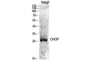 Western Blot (WB) analysis of specific cells using CHOP Polyclonal Antibody. (DDIT3 抗体  (Ser301))
