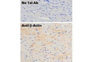Immunohistochemistry (IHC) image for anti-Actin, beta (ACTB) (N-Term) antibody (ABIN6254200) (beta Actin 抗体  (N-Term))