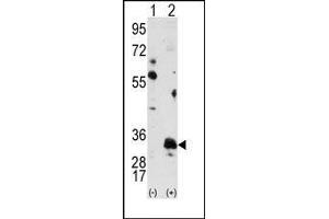Image no. 2 for anti-Pim-1 Oncogene (PIM1) antibody (ABIN360328) (PIM1 抗体)