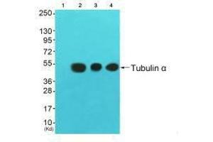 Western blot analysis of extracts from 3T3 cells (Lane 2), colo cells (Lane 3) and HuvEc cells (Lane 4), using Tubulin α antiobdy. (TUBA1A 抗体  (C-Term))