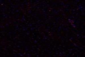 Immunofluorescence (fixed cells) (IF/ICC) image for anti-Prostaglandin F Receptor (FP) (PTGFR) antibody (ABIN7075209)