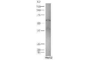 Human HepG2 lysates probed with Anti-TXA2R Polyclonal Antibody, Unconjugated  at 1:300 in 4˚C. (TBXA2R 抗体  (AA 51-150))