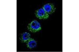 Confocal immunofluorescent analysis of DBH Antibody (N-term) Cat. (DBH 抗体  (N-Term))