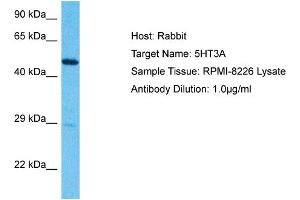 Host:  Rabbit  Target Name:  5HT3A  Sample Type:  RPMI-8226 lysates  Antibody Dilution:  1. (Serotonin Receptor 3A 抗体  (N-Term))
