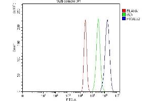 anti-Prostaglandin E Synthase 2 (PTGES2) (AA 100-370) antibody