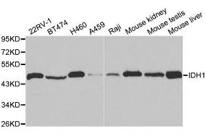 Western Blotting (WB) image for anti-Isocitrate Dehydrogenase 1 (NADP+), Soluble (IDH1) (AA 1-414) antibody (ABIN3023106)