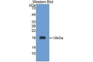 Western Blotting (WB) image for anti-Agouti Related Protein Homolog (Mouse) (AGRP) antibody (Biotin) (ABIN1174464) (AGRP 抗体  (Biotin))
