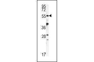 Western blot analysis of FKBP9 antibody (N-term) (ABIN391580 and ABIN2841514) in mouse kidney tissue lysates (35 μg/lane). (FKBP9 抗体  (N-Term))